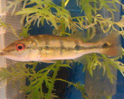 Cichla Kelberi S/M