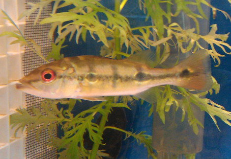 Cichla Kelberi S/M