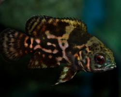 Astronotus Ocellatus Red Tiger 4-6 Cm