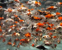 Carassius Auratus Fantail Calico 5 Cm