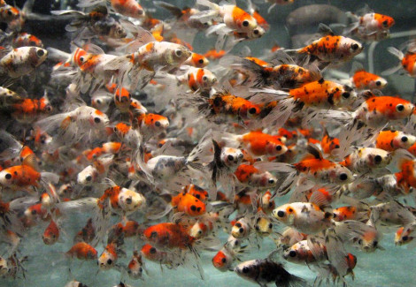 Carassius Auratus Fantail Calico 5 Cm