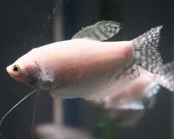 Trichopodus Trichopterus White Ml