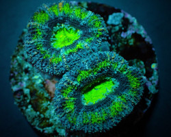 Acanthastrea Lordhowensis (Green) (Premium) (Frag) M