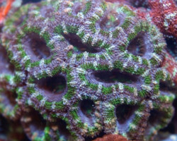 Acanthastrea Lordhowensis (Green) Xs