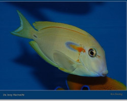 Acanthurus Olivaceus M