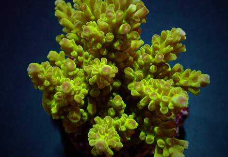 Acropora Spp. (Maricultured) (Premium) Ml