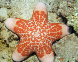 Choriaster Granulatus L