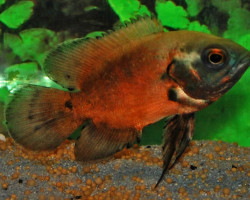 Astronotus Ocellatus Red 4-6 Cm