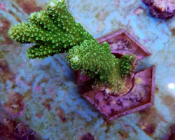 Acropora Abrotanoides S