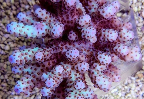 Acropora Sarmentosa (A Grade)  Xs