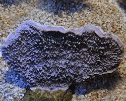 Montipora Spp. (Laminar Purple) Xs