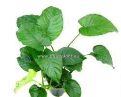 Anubias Barteri Mp