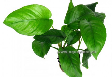 Anubias Barteri Species