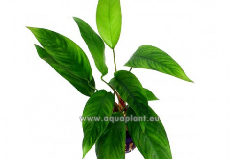 Anubias Congensis Arrow