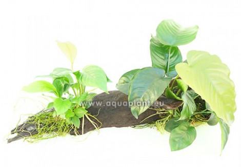 Anubias Wood L