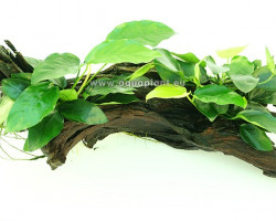 Anubias Wood M