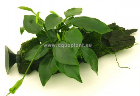 Anubias Wood S Con Ventosa