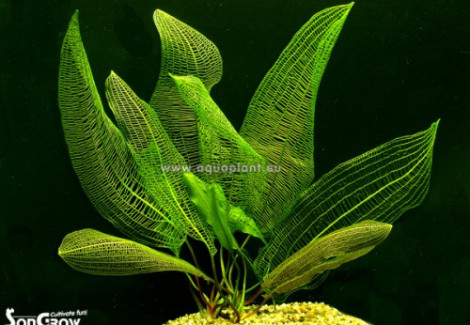 Aponogeton Madagascariensis With Leaves