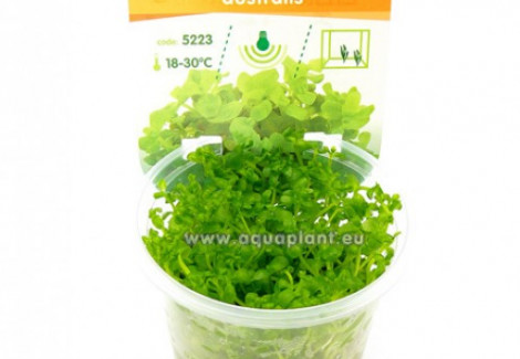 Bacopa Australis