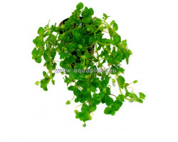 Bacopa Australis