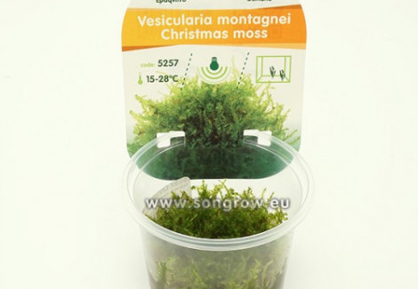 Christmas Moss (Vesicularia Montagnei)