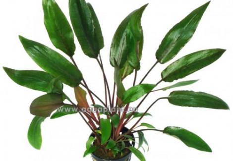 Cryptocoryne Beckettii