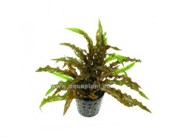 Cryptocoryne Costata