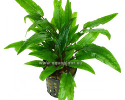 Cryptocoryne Green Crisped Leaf