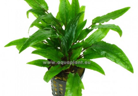 Cryptocoryne Green Crisped Leaf