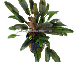 Cryptocoryne Indonesii