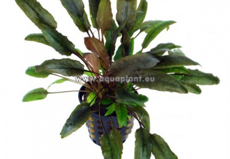 Cryptocoryne Indonesii