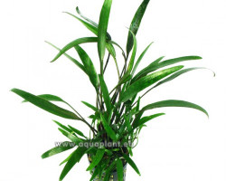 Cryptocoryne Lucens