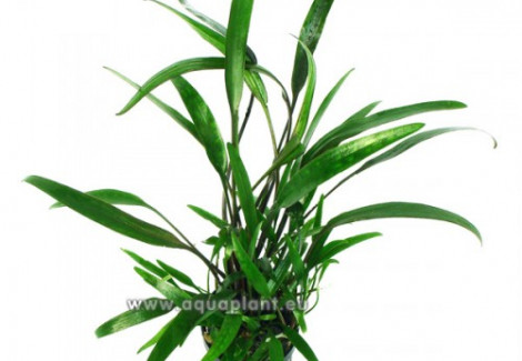 Cryptocoryne Lucens