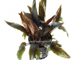 Cryptocoryne Moehlmannii