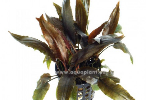 Cryptocoryne Moehlmannii