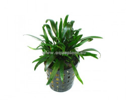 Cryptocoryne Parva