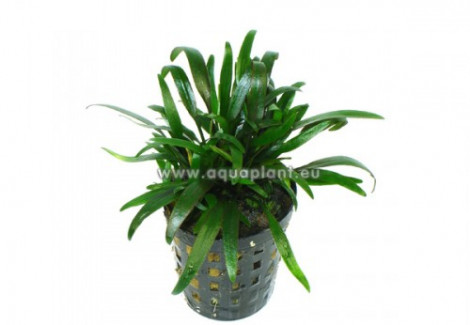 Cryptocoryne Parva