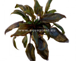 Cryptocoryne Purpurea