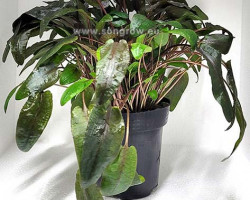 Cryptocoryne Species Brown