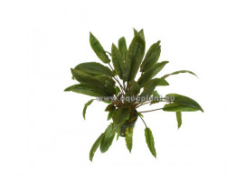 Cryptocoryne Species Brown