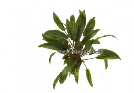 Cryptocoryne Species Brown