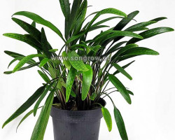 Cryptocoryne Species Green