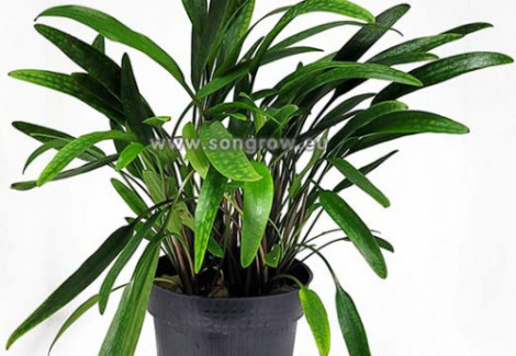 Cryptocoryne Species Green