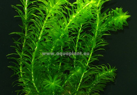 Egeria Densa (Syn: Elodea Densa)