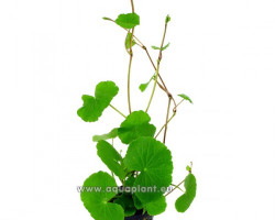 Hydrocotyle Leucocephala Jumbo Pot 8Cm