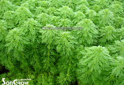 Limnophila Sessiliflora - Ambulia (Like Cabomba)