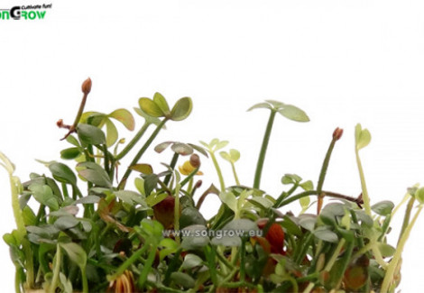 Marsilea Hirsuta (Syn: M. Drummondii)