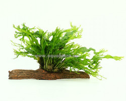 Microsorum Windelov (Crisped Leaves) Stonewood S