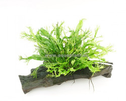 Microsorum Windelov (Crisped Leaves) Wood M