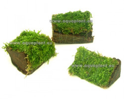 Miniwood Moss ( 5.5 Cm)